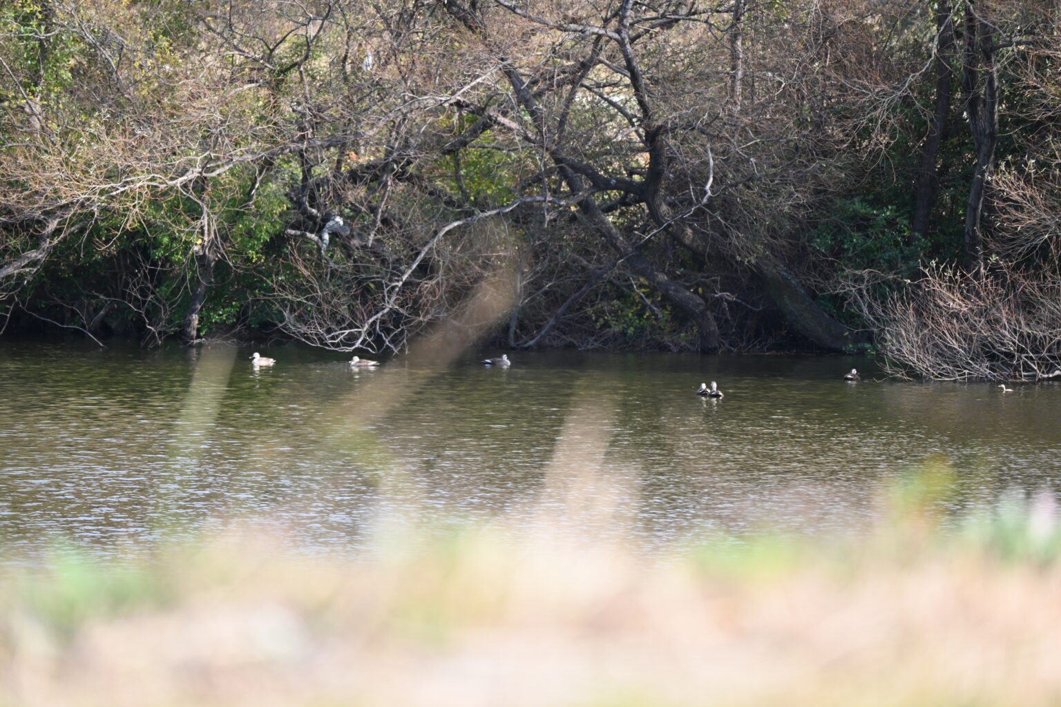 狩猟日記 週末狩りガール